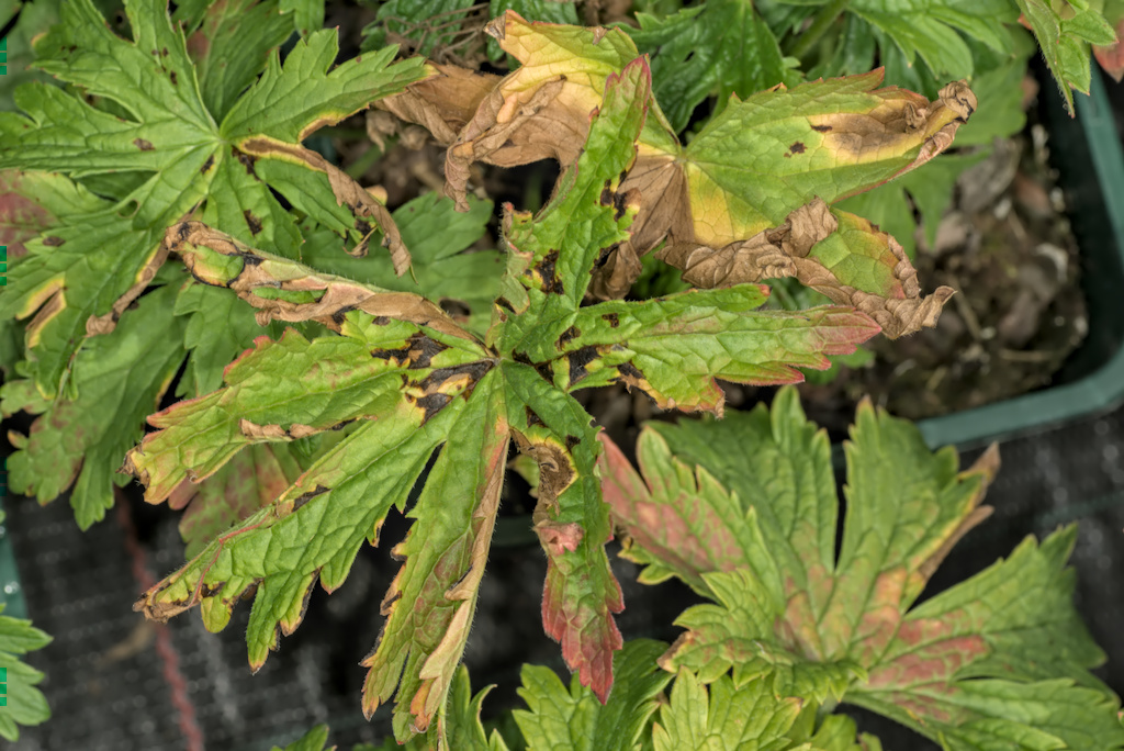 Geranium sylvaticum with bacterial leaf spot caused by Xanthomonas hortorum pv. pelargonii